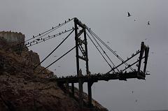 1161-Isole Ballestas,19 luglio 2013
